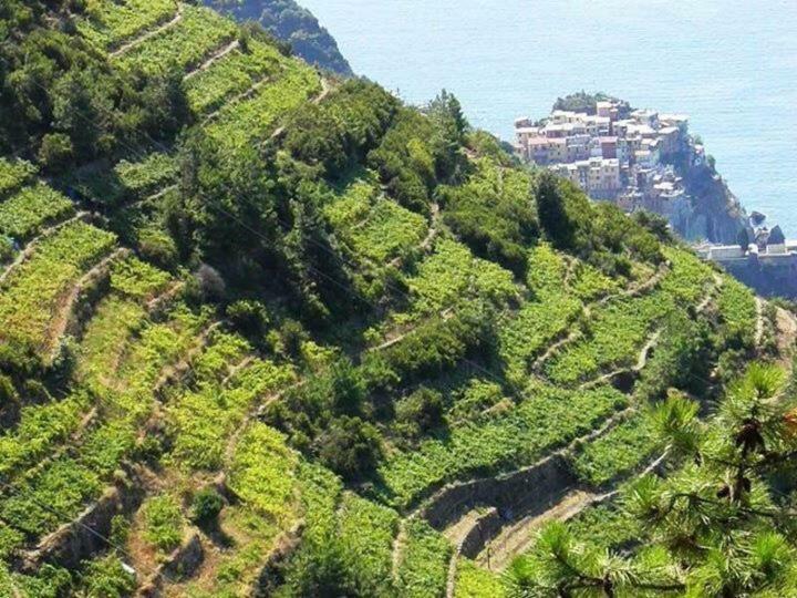 Liguria Home Ameglia Esterno foto